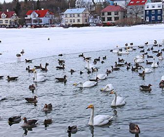 Estanque de patos en Reikjiavik