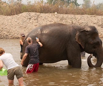 Elephants Natural Park