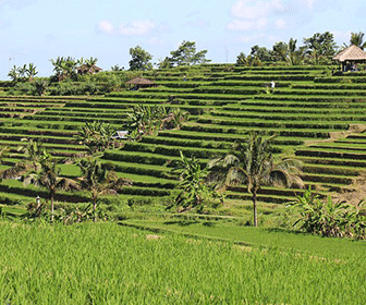 Arrozales de bali