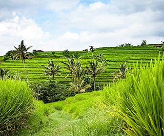 Arrozales en Bali Tegalalang